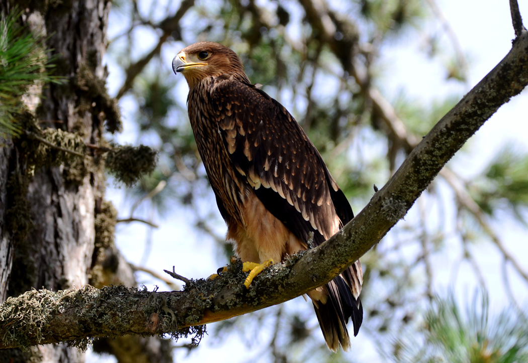 Eastern Imperial Eagle