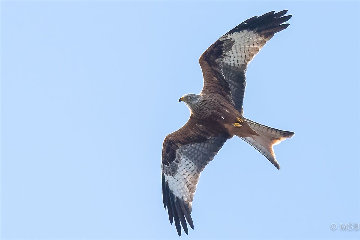 Red Kite