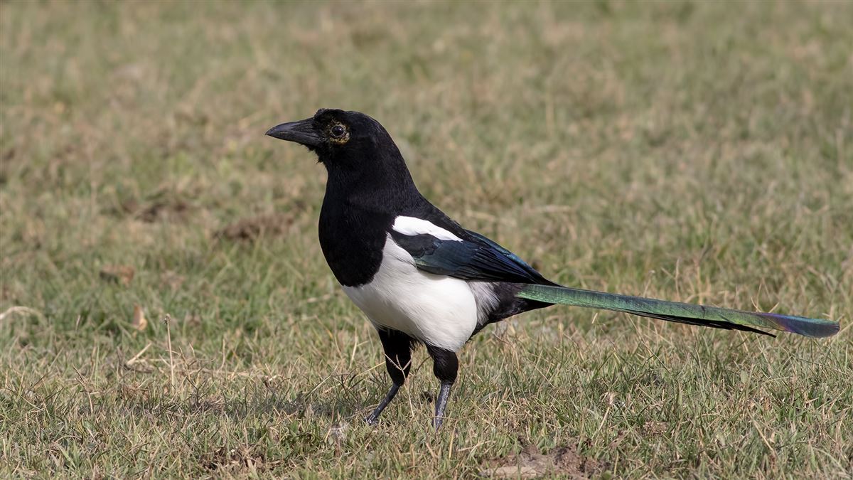 Eurasian Magpie