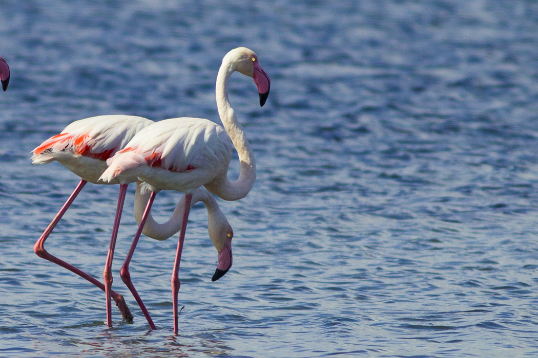Greater Flamingo