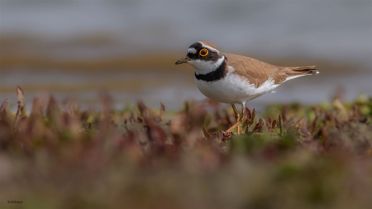 Little Ringed Plover