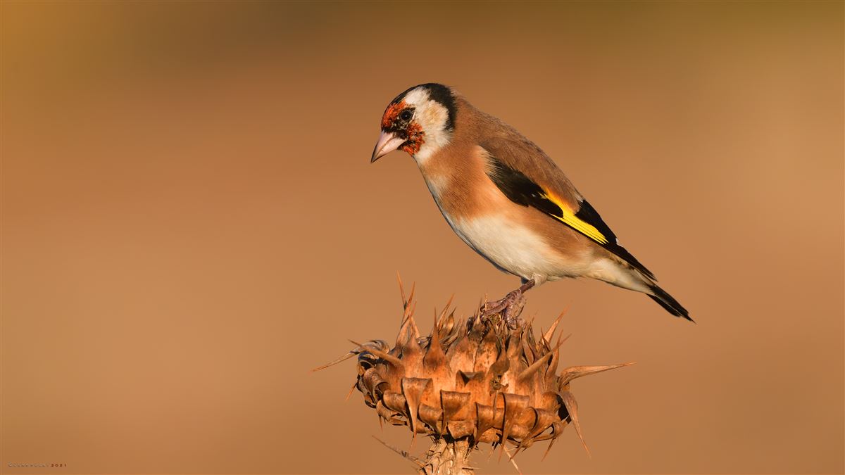 European Goldfinch