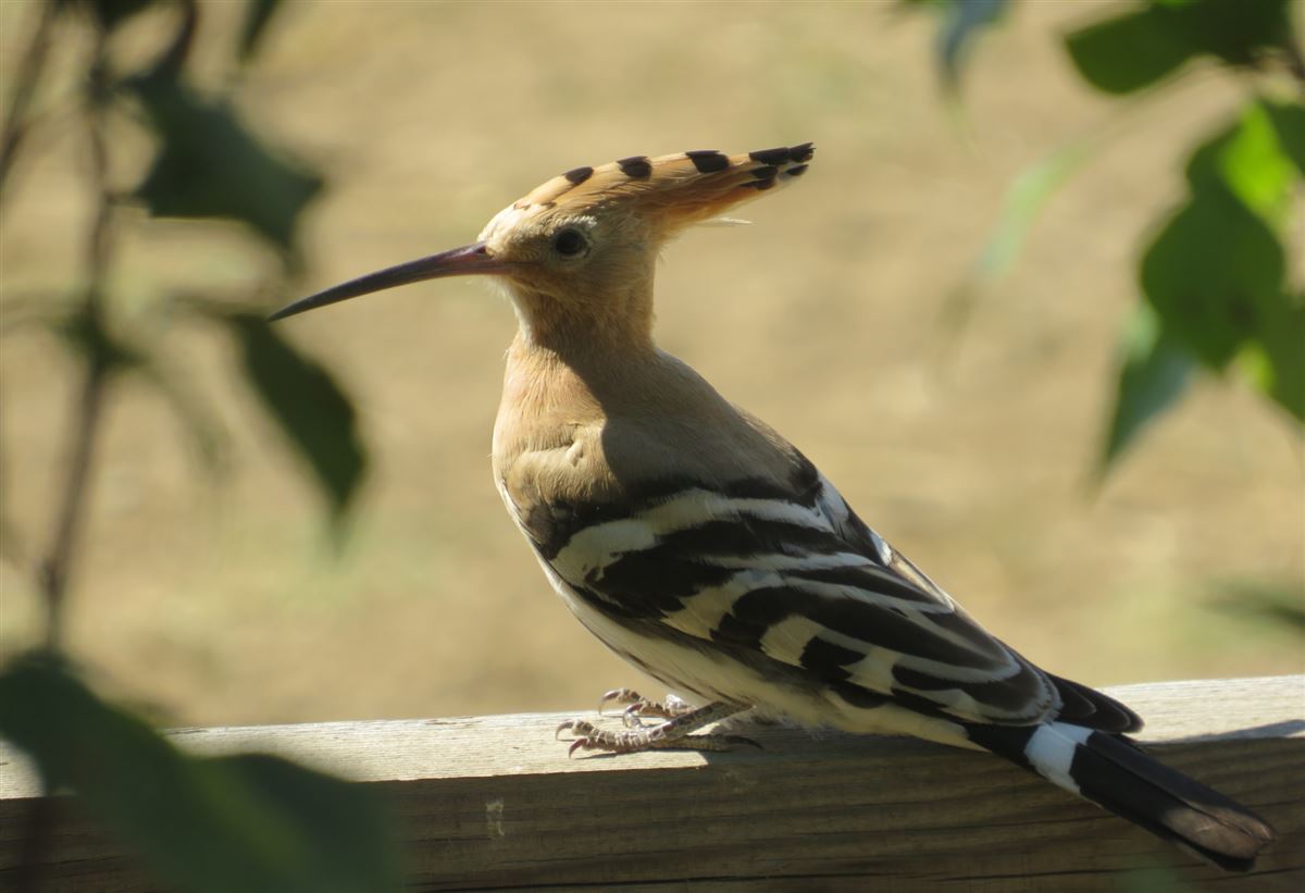 Eurasian Hoopoe