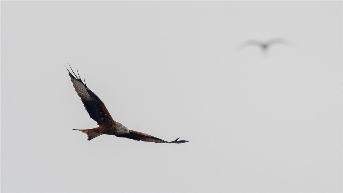 Red Kite