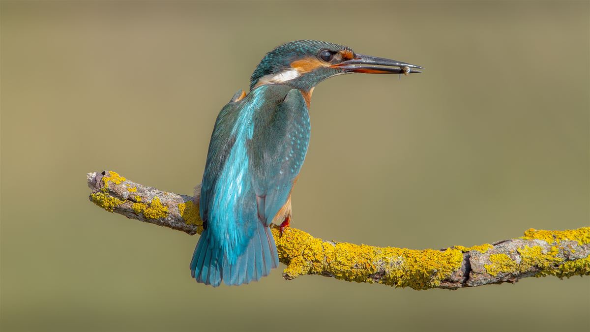 Common Kingfisher
