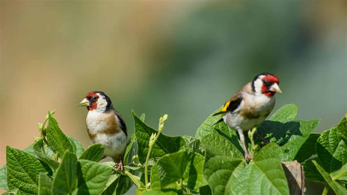 European Goldfinch