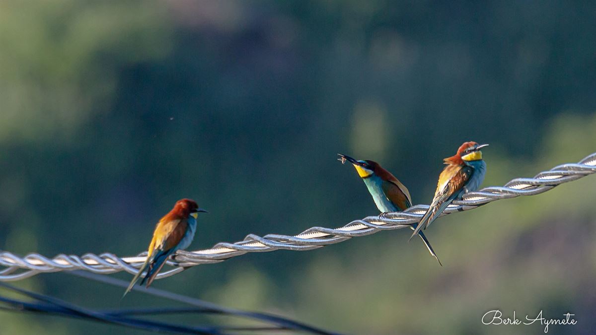 European Bee-eater