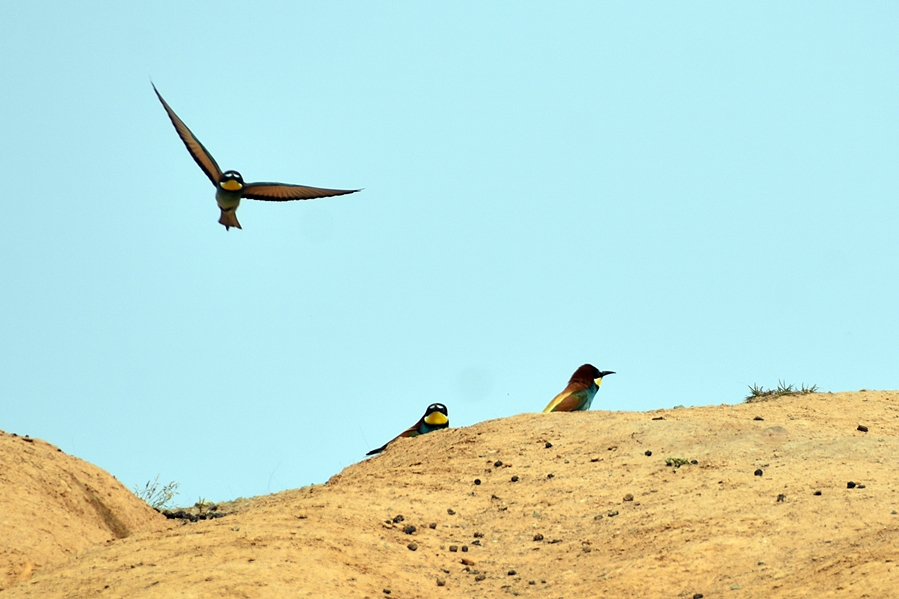European Bee-eater