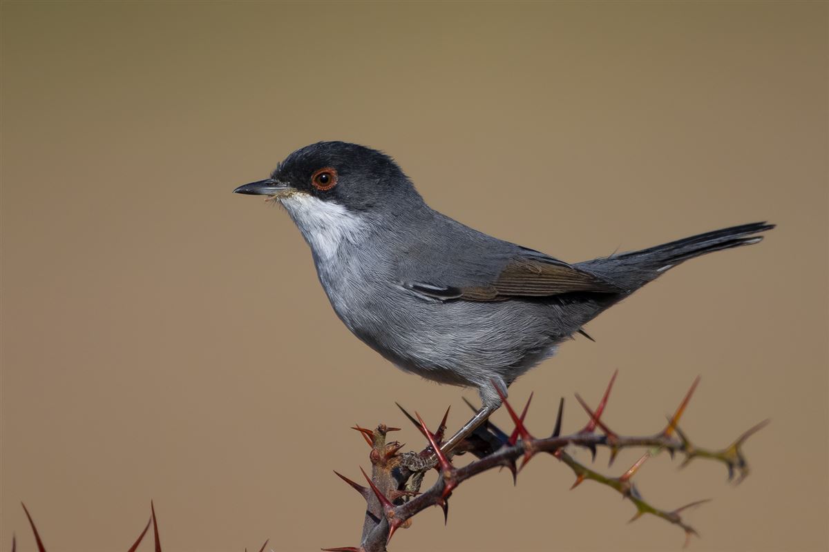 Sardinian Warbler