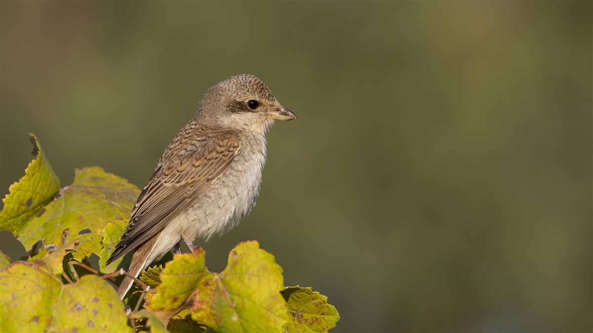 Red-backed Shrike