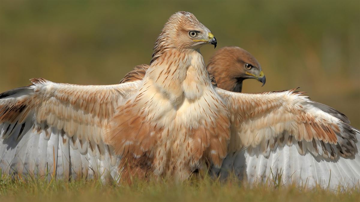 Long-legged Buzzard