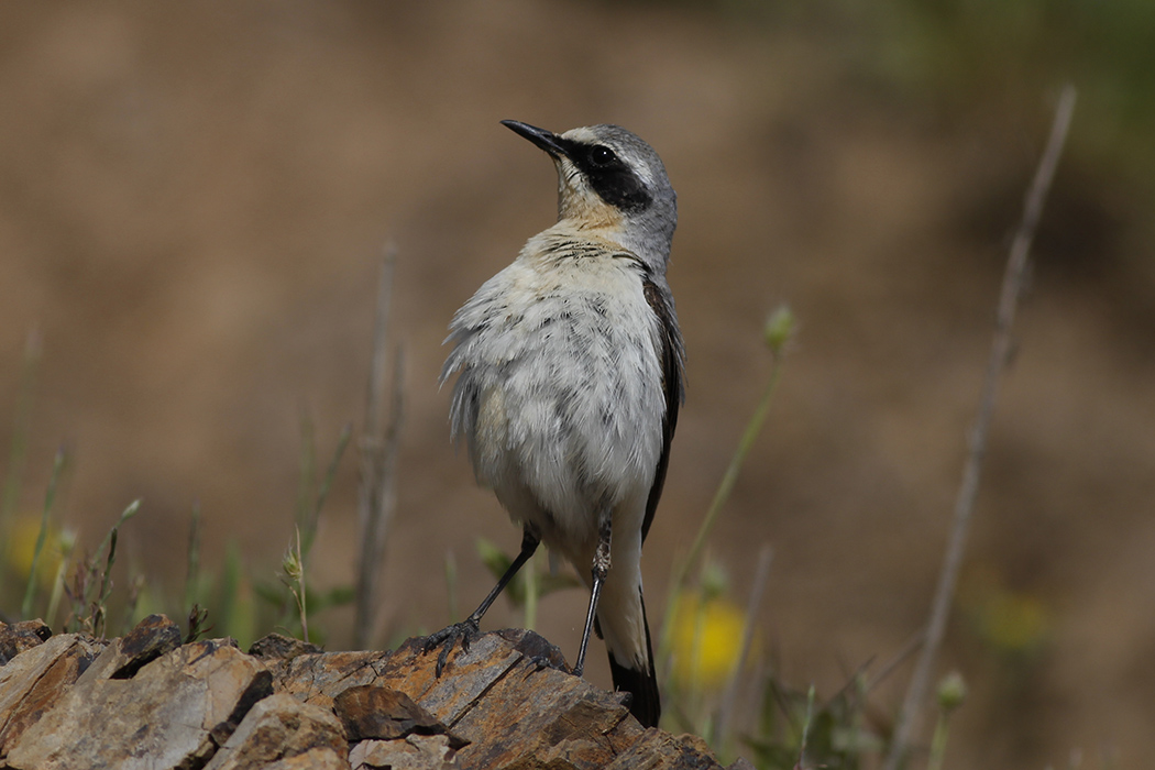 Northern Wheatear