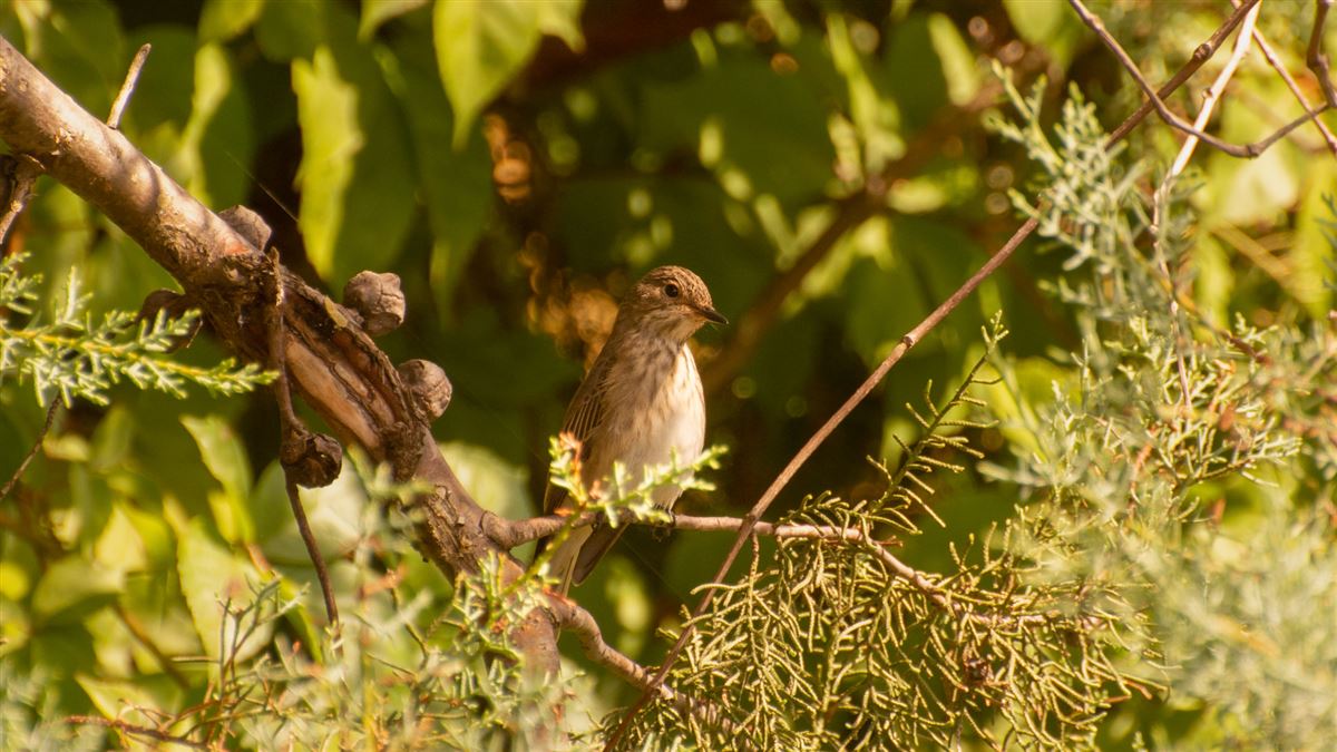 Spotted Flycatcher