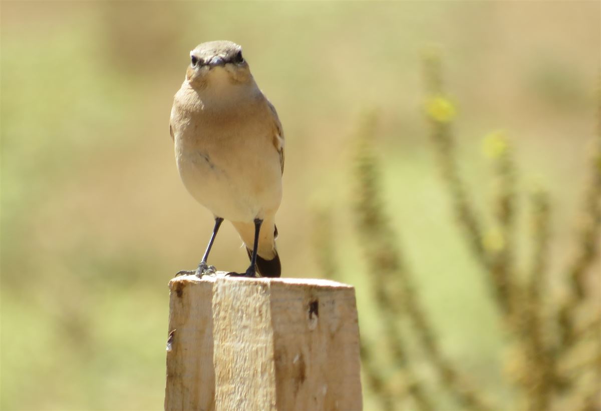 Isabelline Wheatear