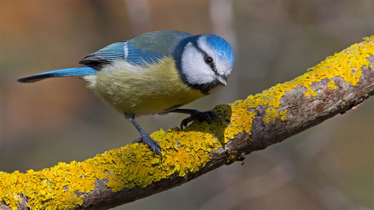 Eurasian Blue Tit