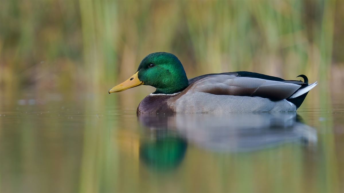 Mallard