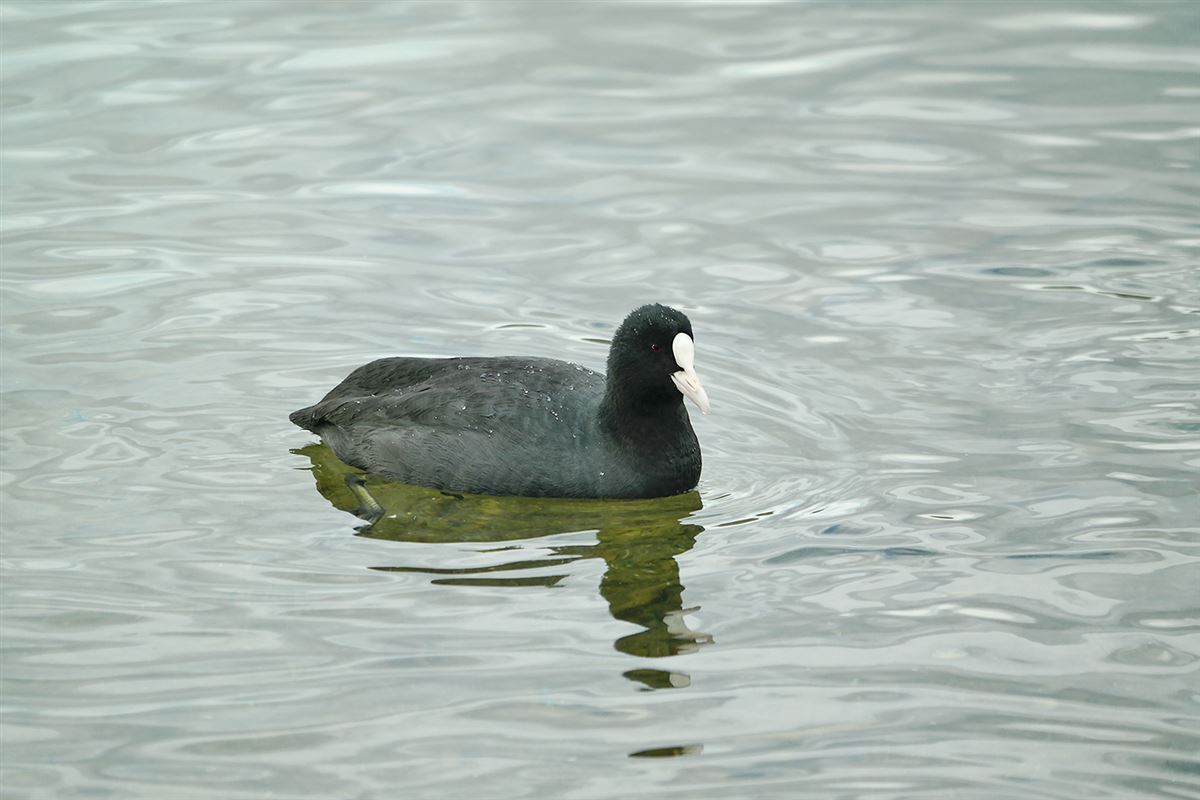 Eurasian Coot