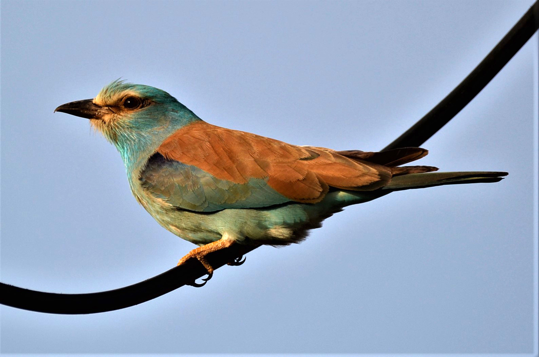 European Roller