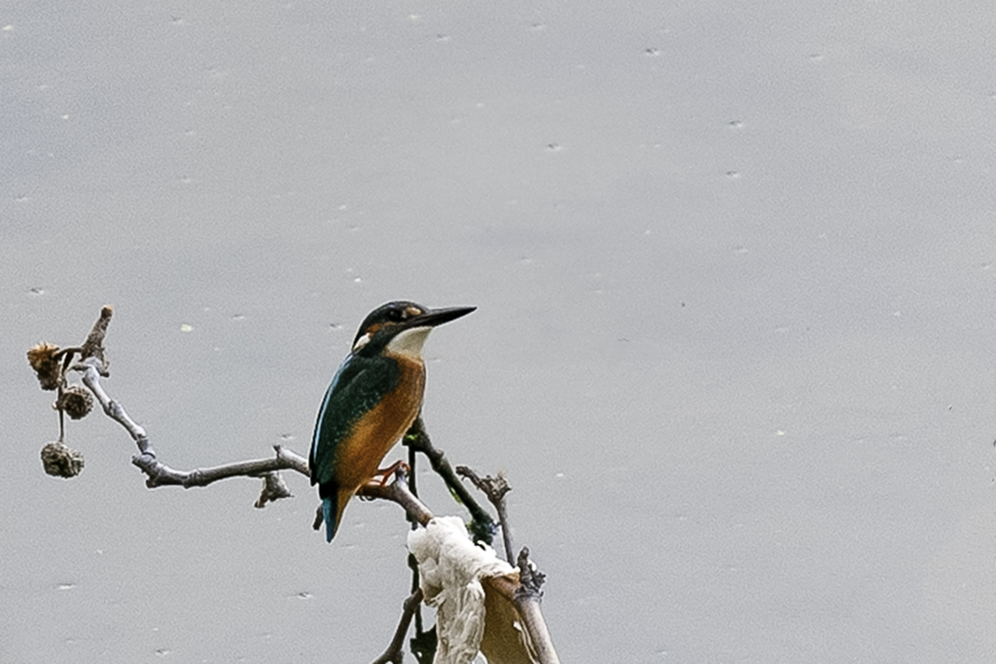 Common Kingfisher