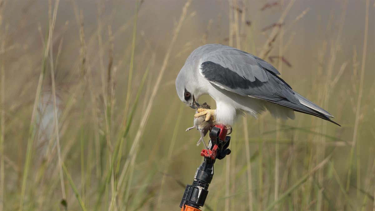 Black-winged Kite