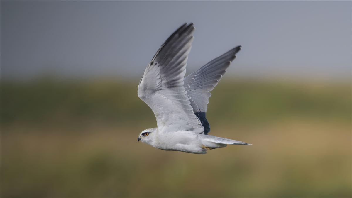 Black-winged Kite