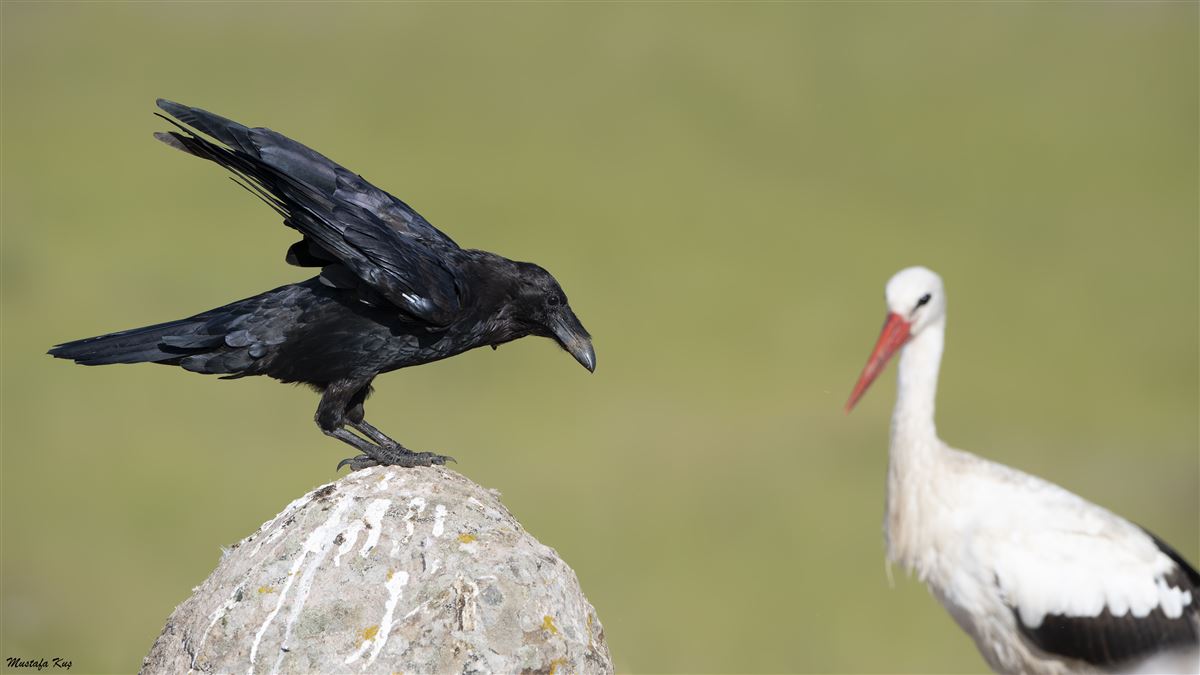 Northern Raven