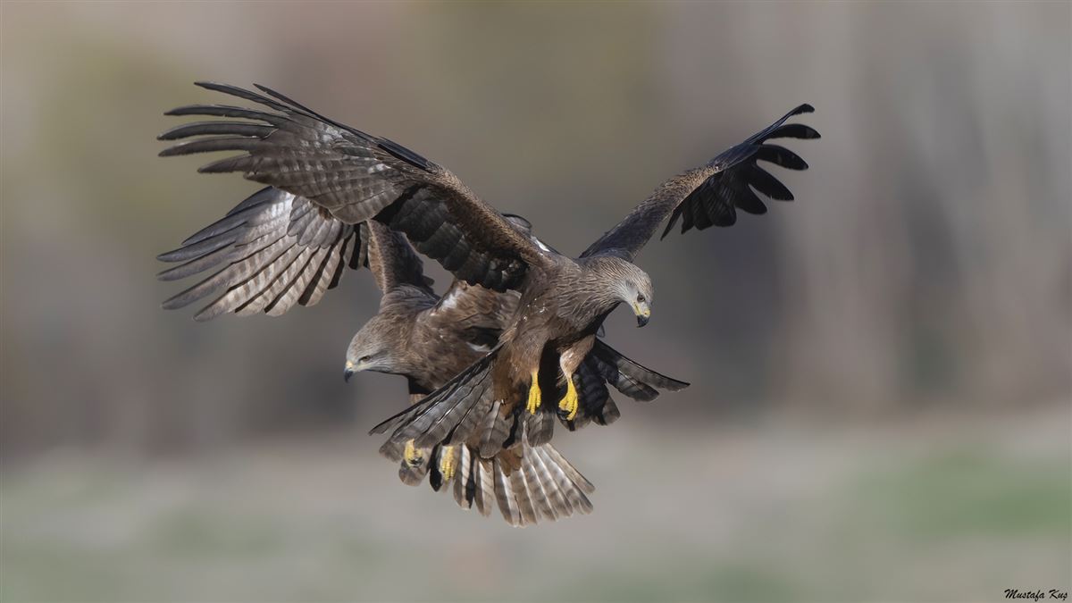 Black Kite