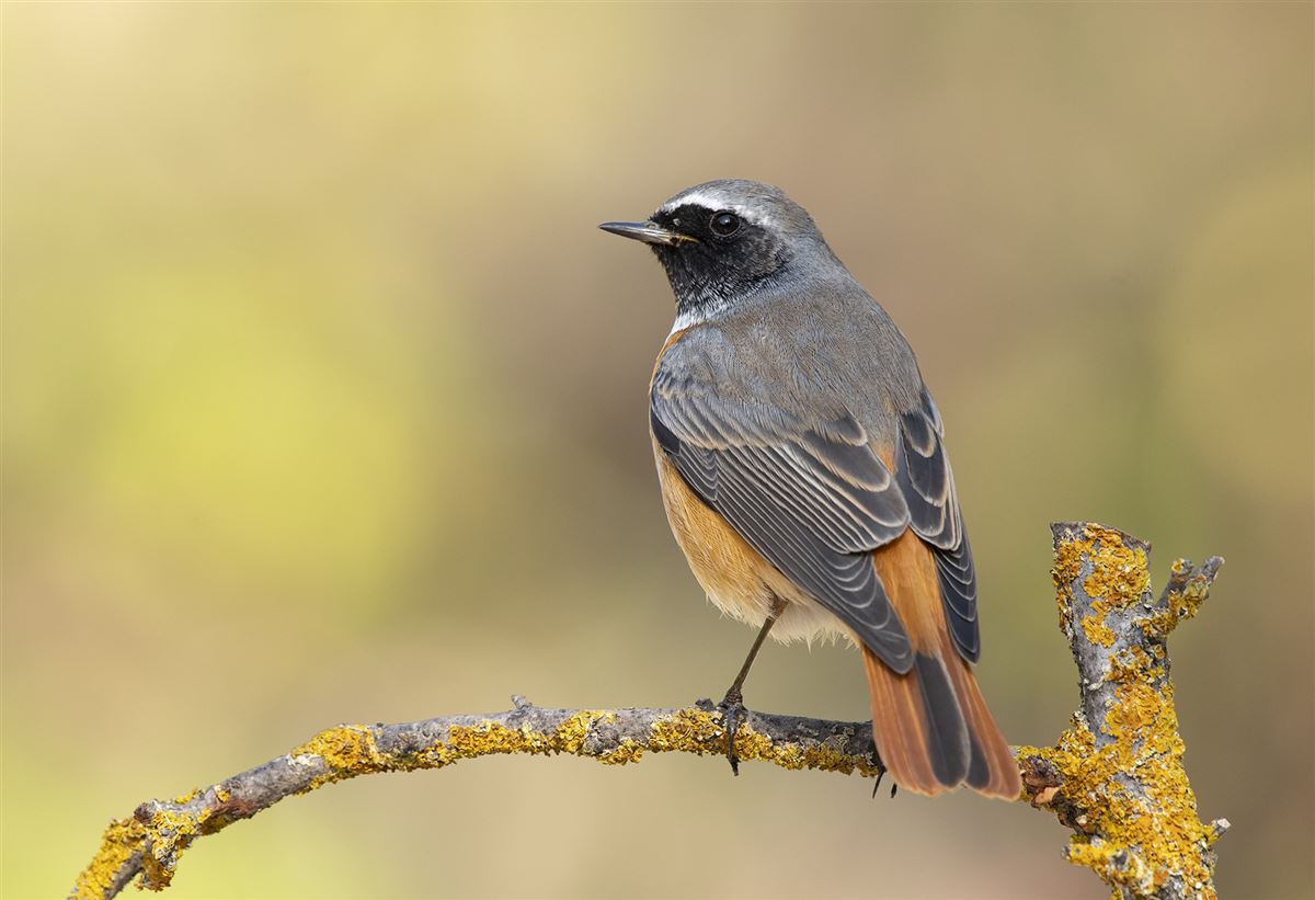 Common Redstart