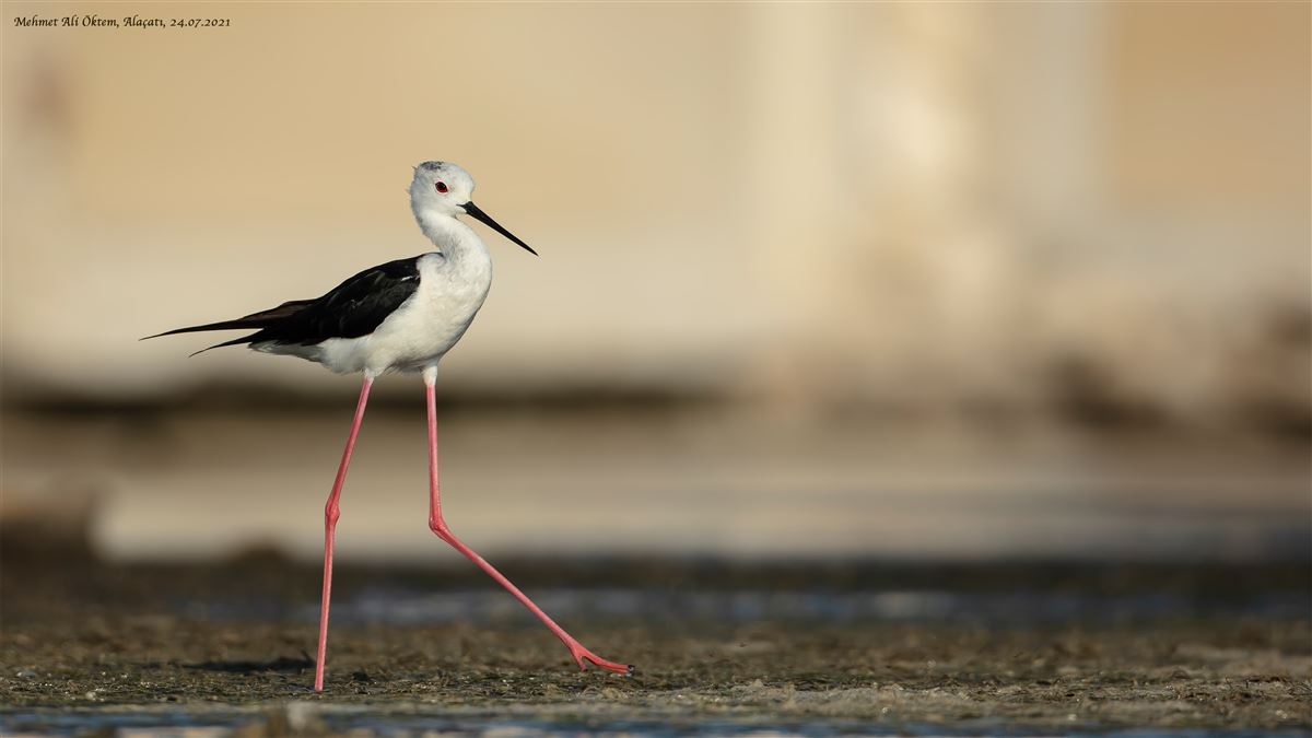 Black-winged Stilt