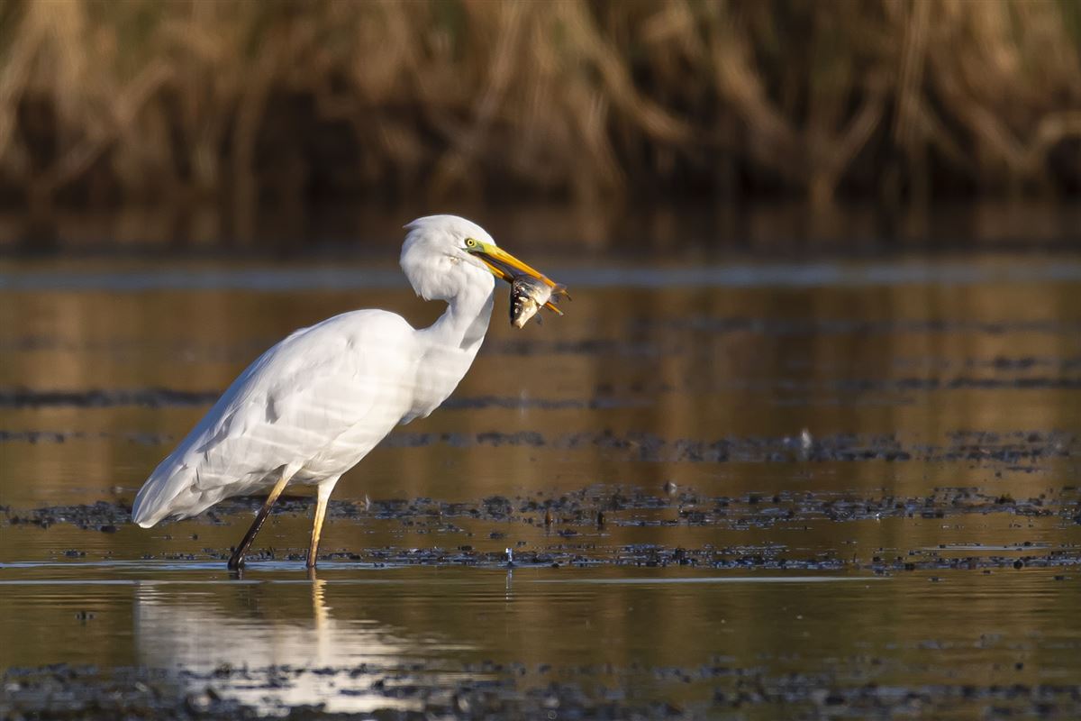 Great Egret