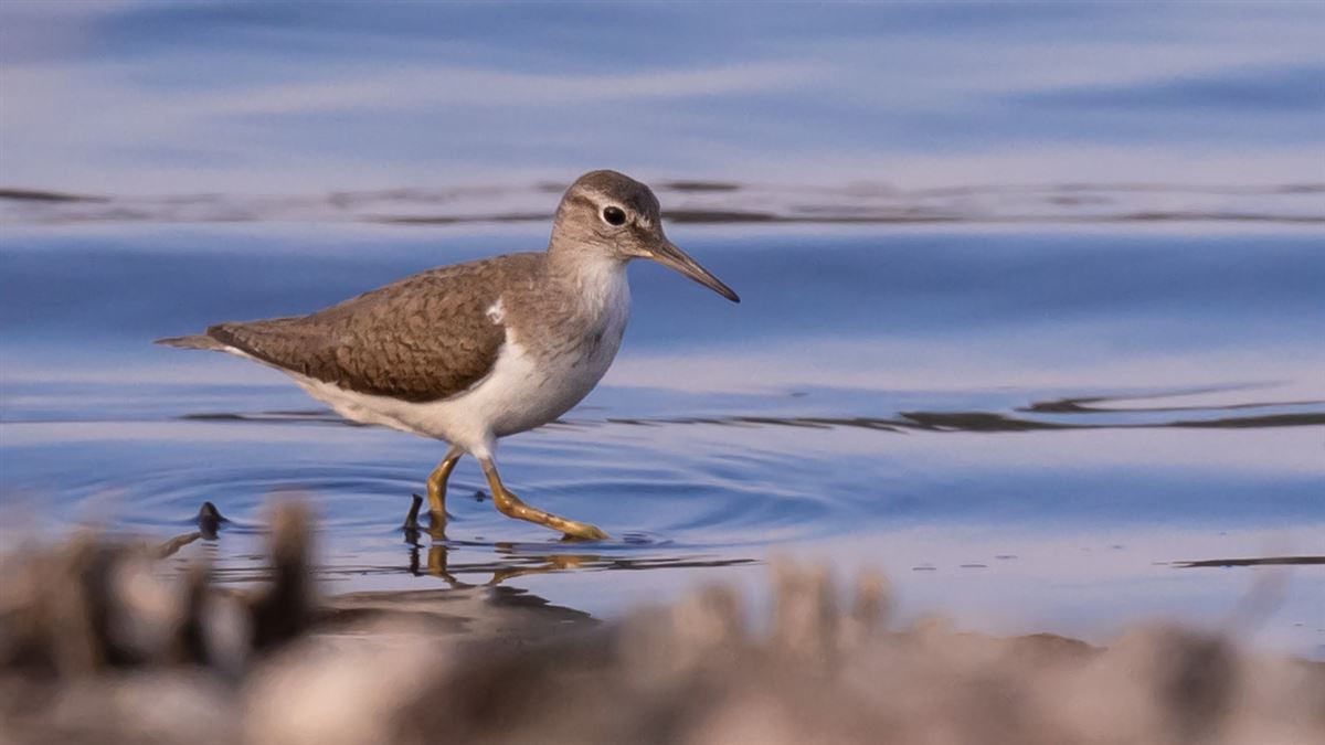 Common Sandpiper