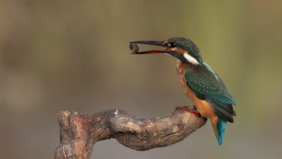 Common Kingfisher