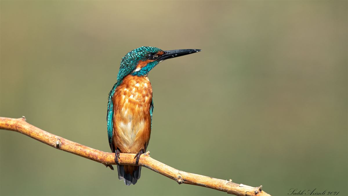 Common Kingfisher