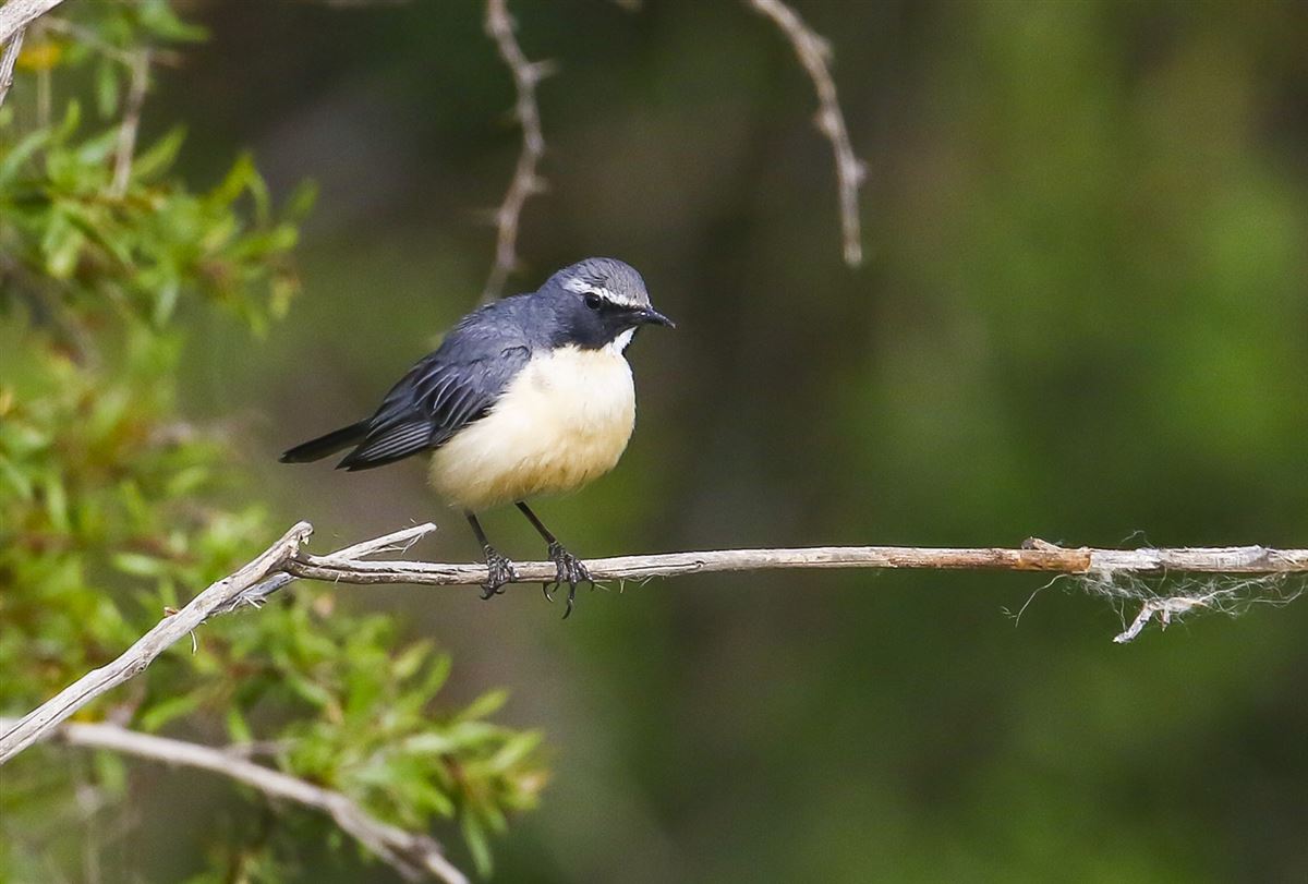 White-throated Robin