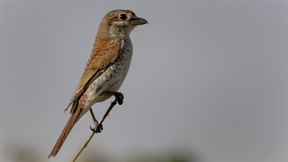 Red-backed Shrike