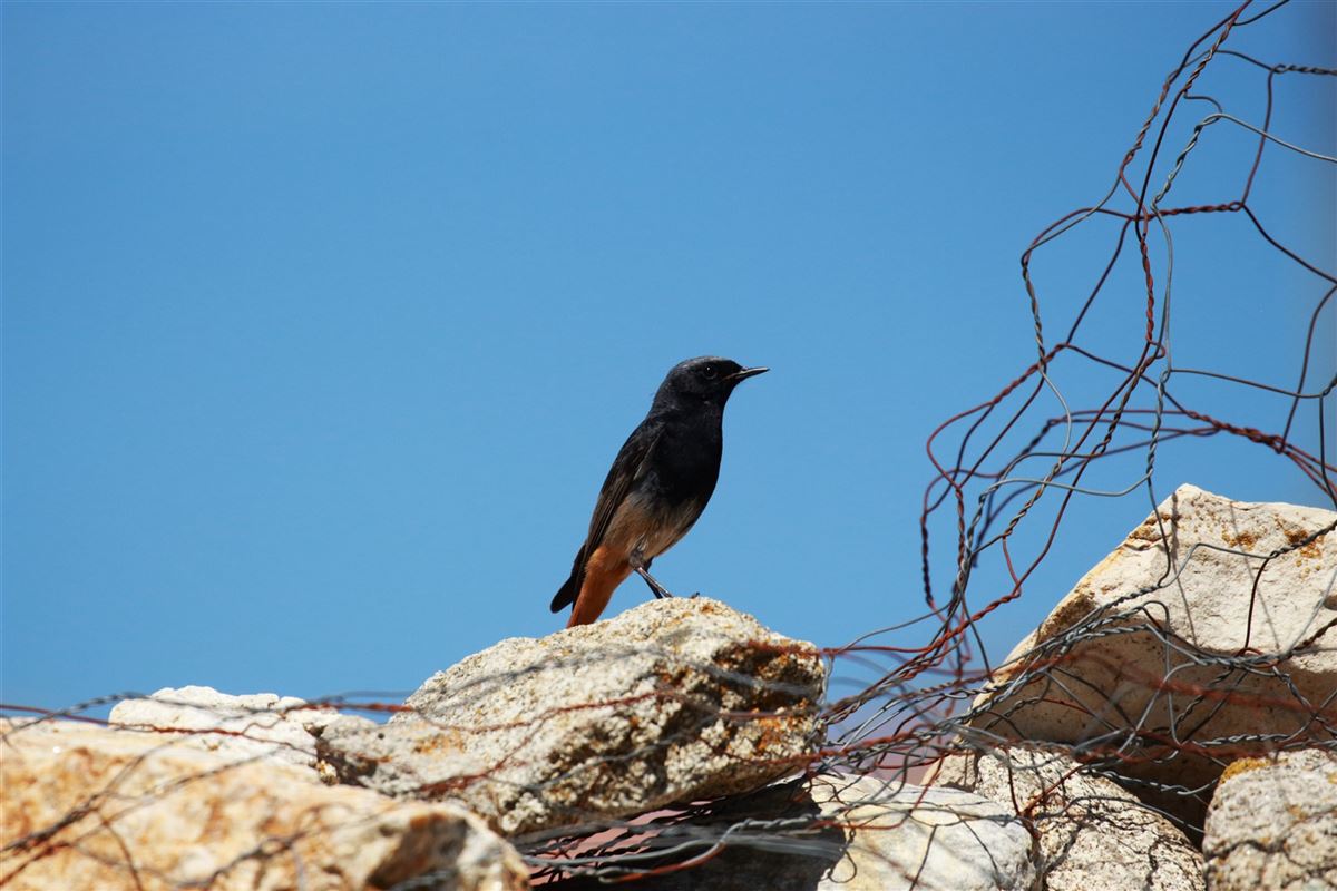 Black Redstart