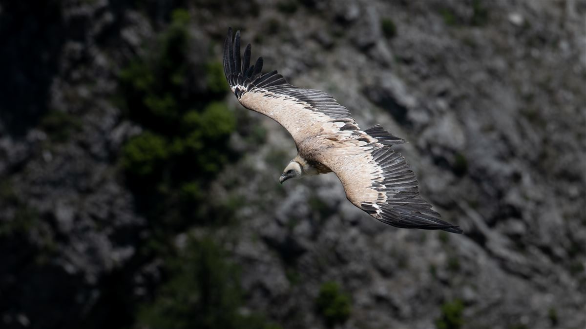 Griffon Vulture