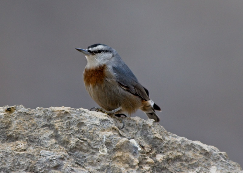 Krüper`s Nuthatch