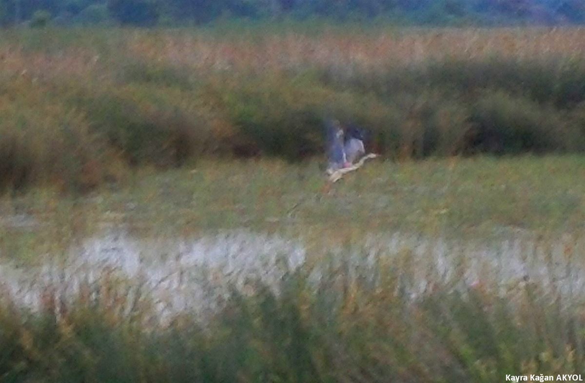 Grey Heron