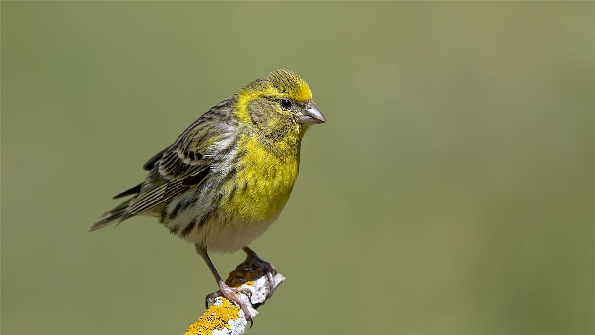 European Serin