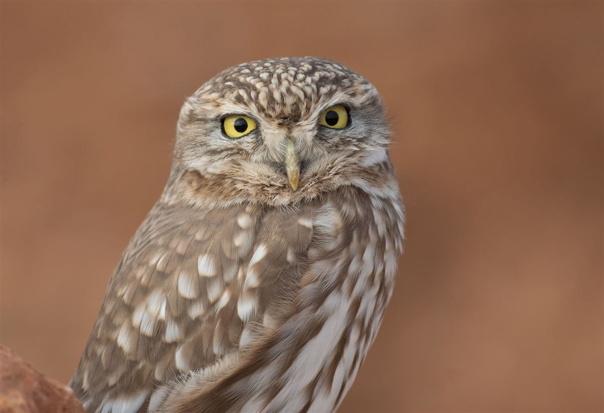 Little Owl