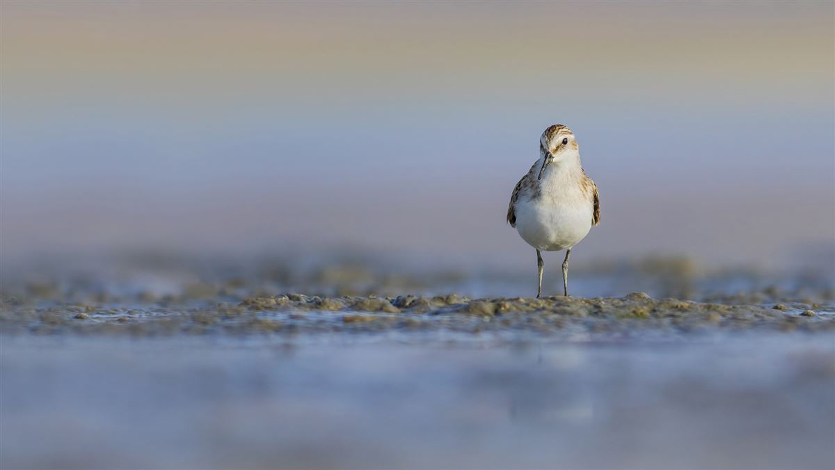 Little Stint