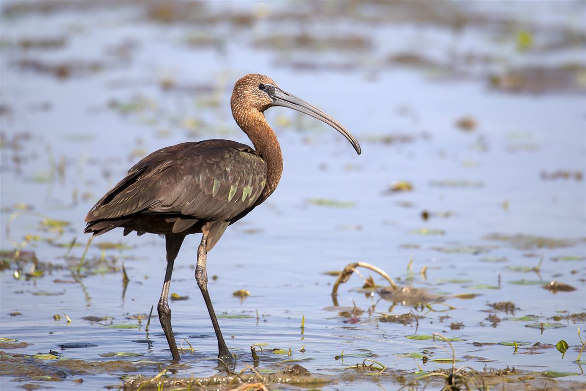 Glossy Ibis