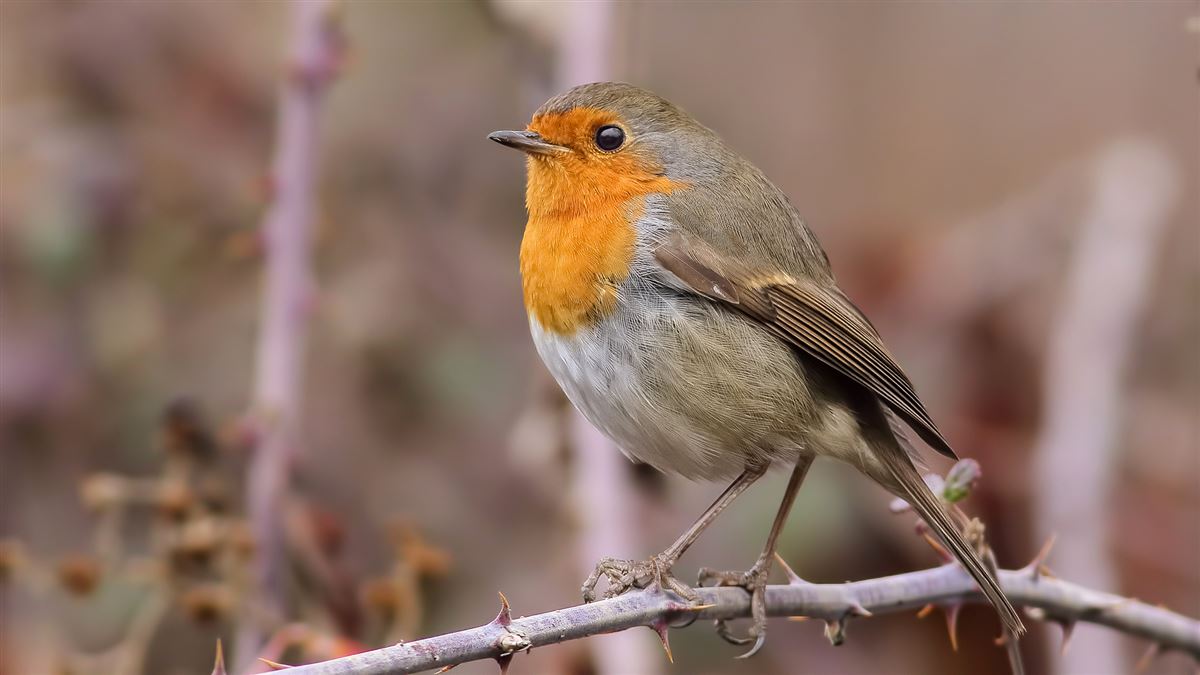 European Robin