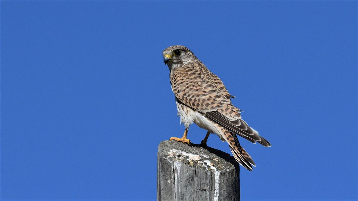 Common Kestrel