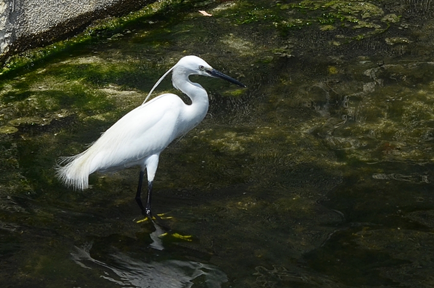 Little Egret