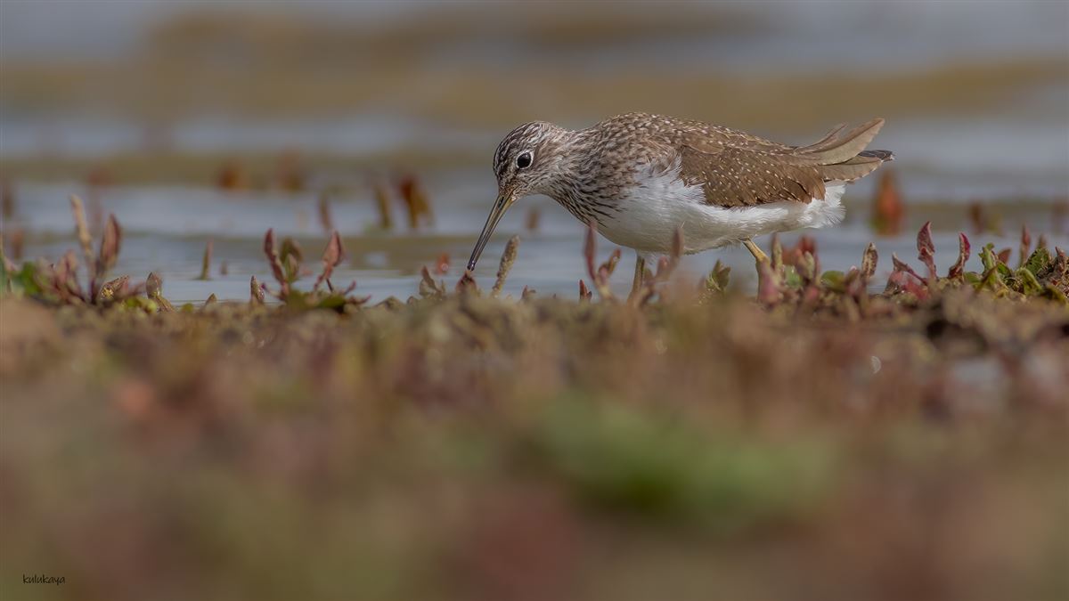 Green Sandpiper
