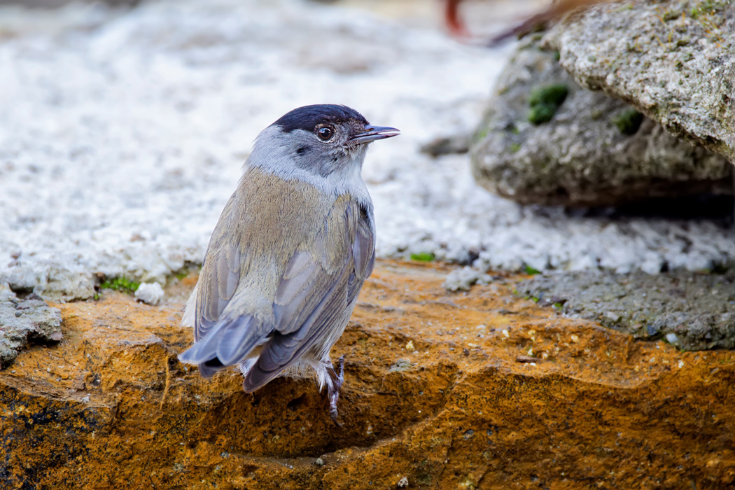 Eurasian Blackcap