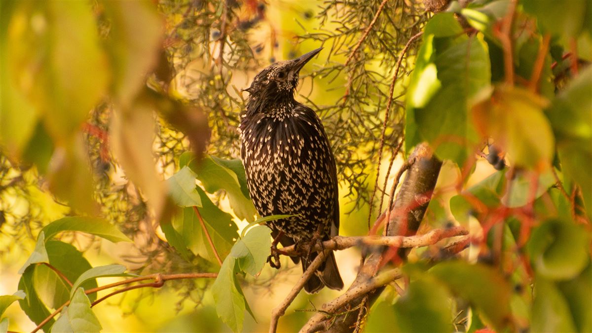 Common Starling