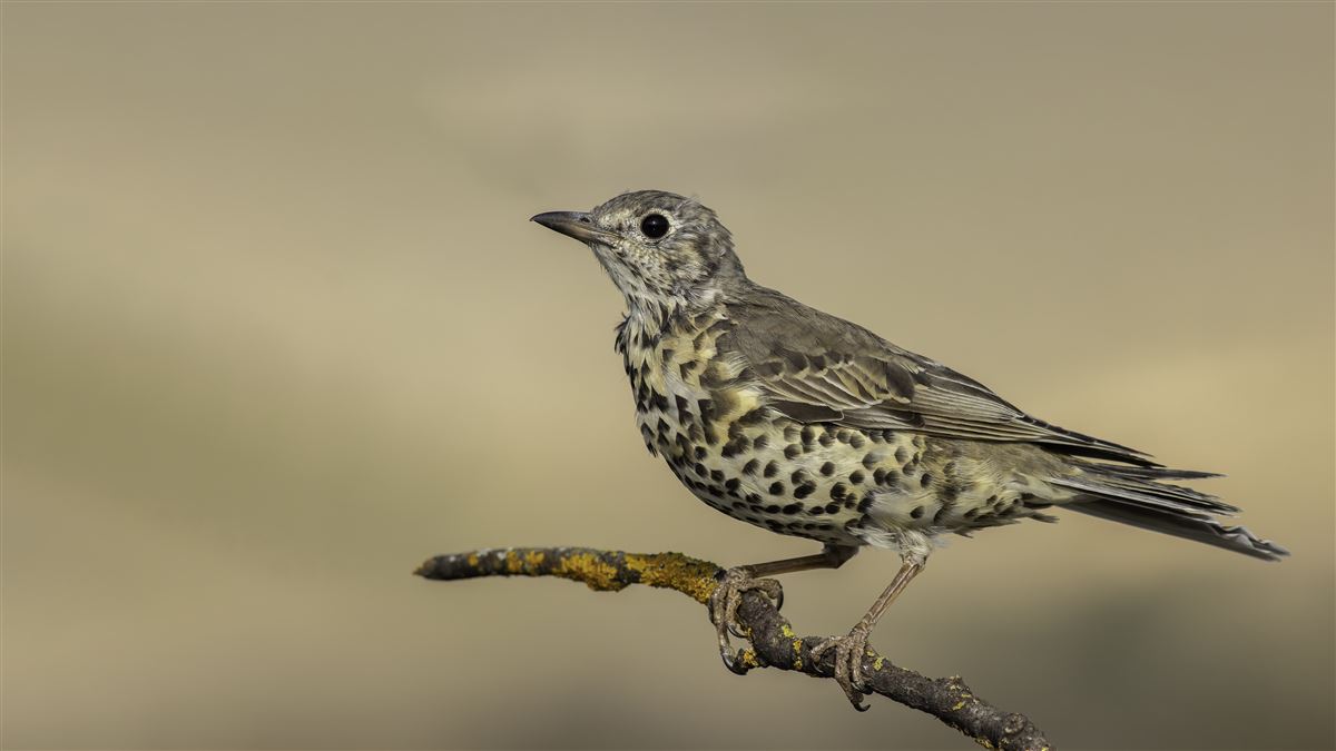 Mistle Thrush